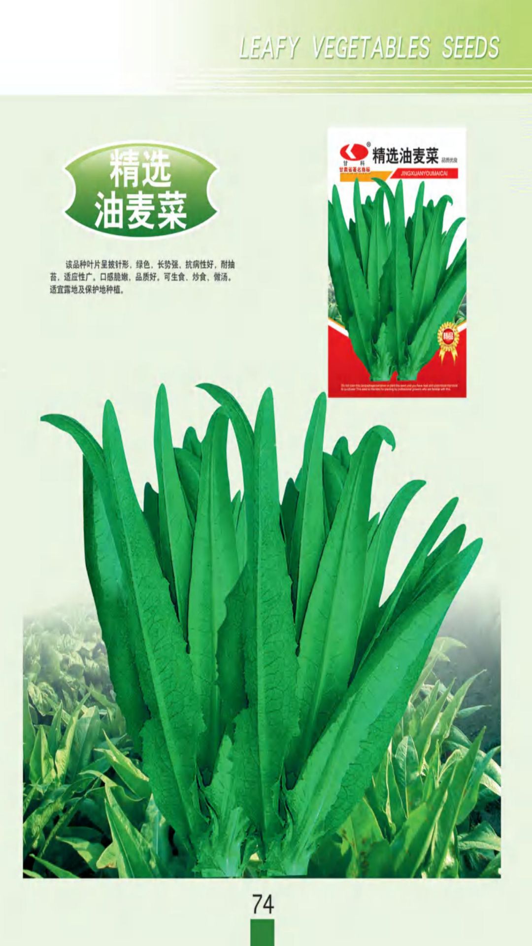 精选油麦菜